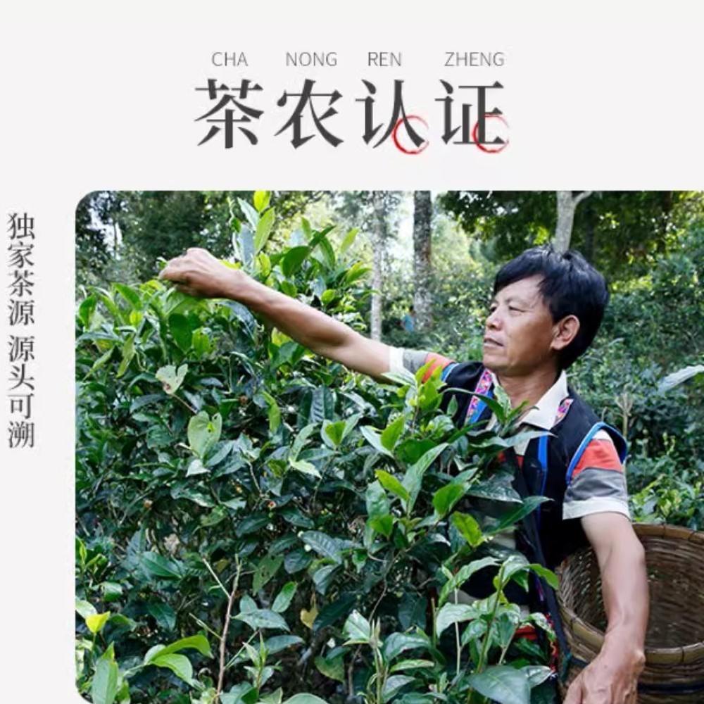 Pu-Erh tea 2022 Jingmai Laozhai 357g Raw
