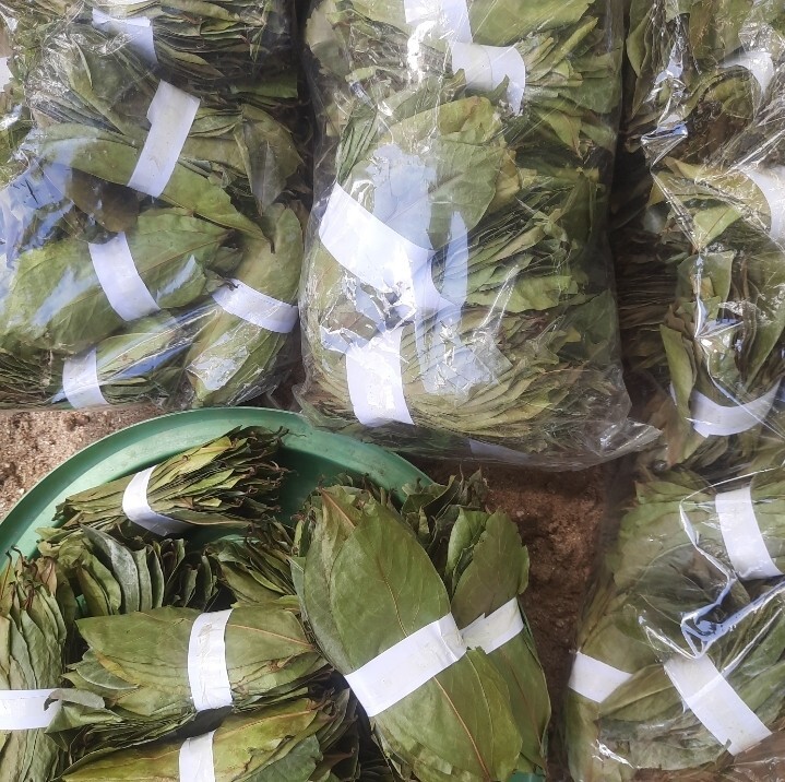 1200 Dried Soursop Leaves- Annona HOJAS DE GUANABANA GRAVIOLA Quality Herbal Tea