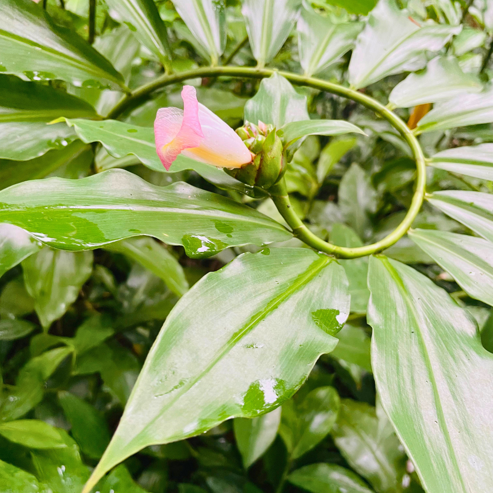 Dried Organic Insulin Plant Leaves Leaf ( Fiery Costus Igneus ) Thebu Herbal Tea