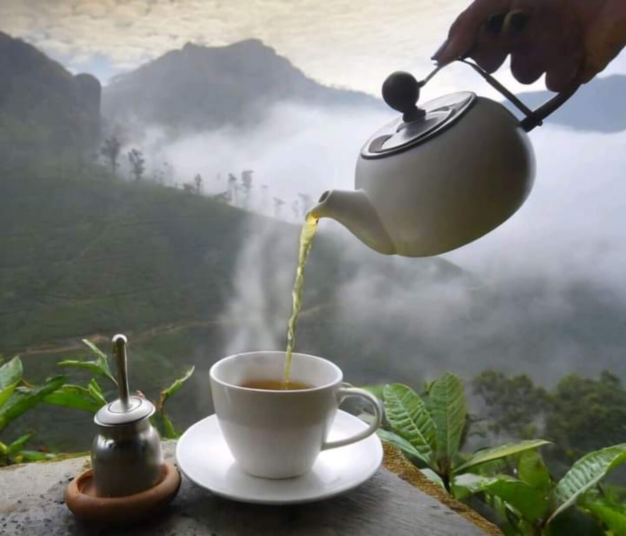 Ceylon Black Tea Loose Leaf BOPF