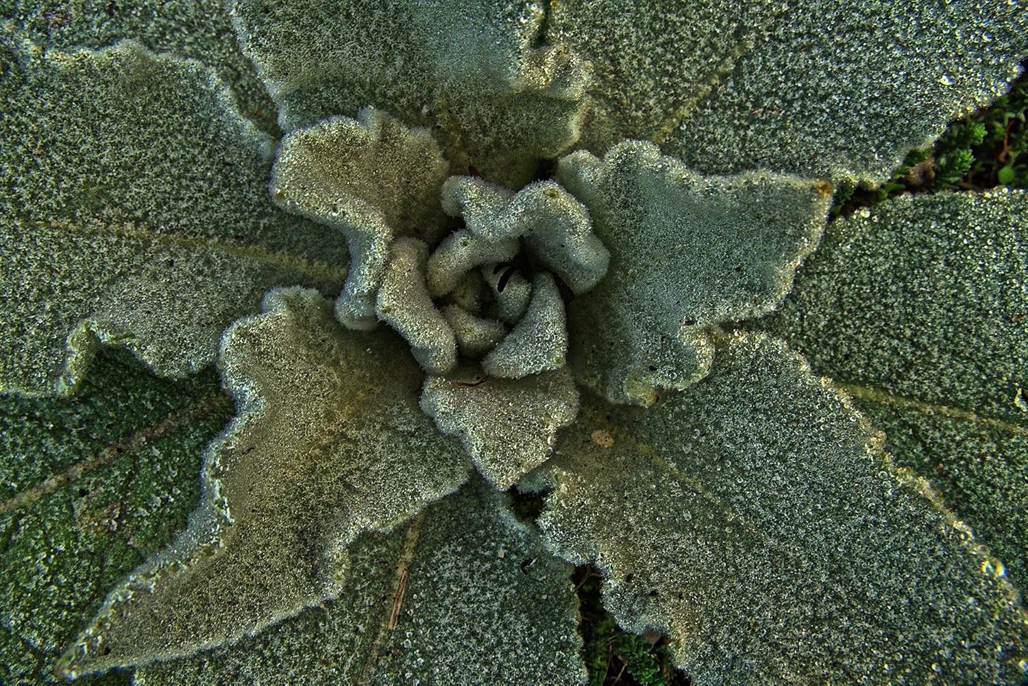 Fine Cut Mullein Leaf Tea – Caffeine Free & – Perfect for Blending