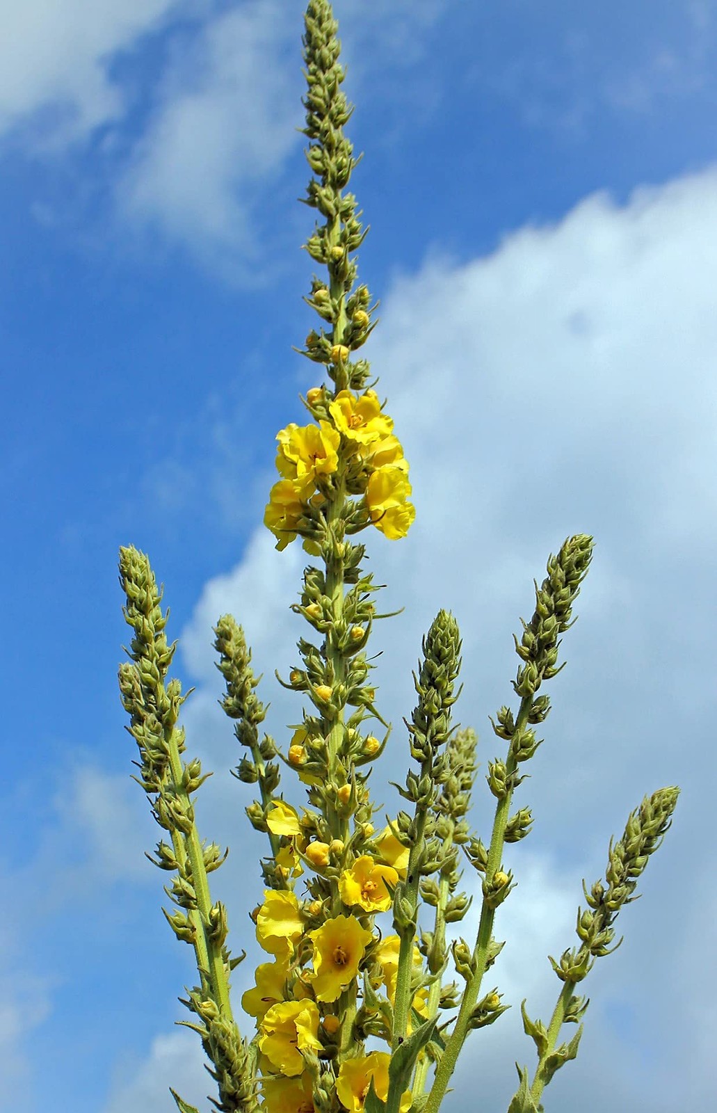 Mullein Leaf Tea – 100% Natural Verbascum Thapsus – Fine Cut, Dried Mullein