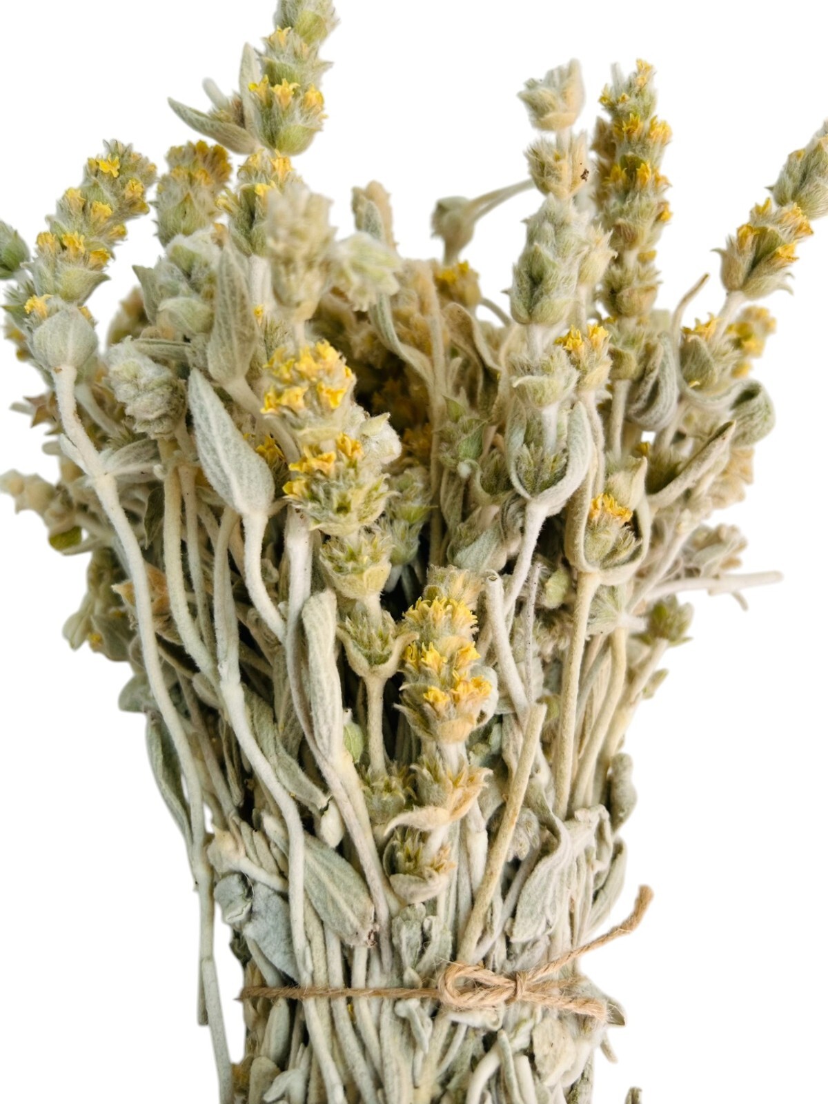 Certified Organic Greek Mountain Tea Malotira – Class A – Sideritis syriaca
