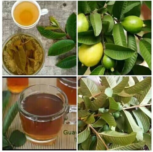 Organic Garden 30 Guava Leaves Fresh Green Dried Antidiabetic Anti Hair Lo
