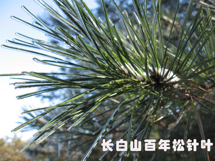 Pine Needle Tea – 100% Pure Natural Dried Masson Pine Needles Herbal Tea