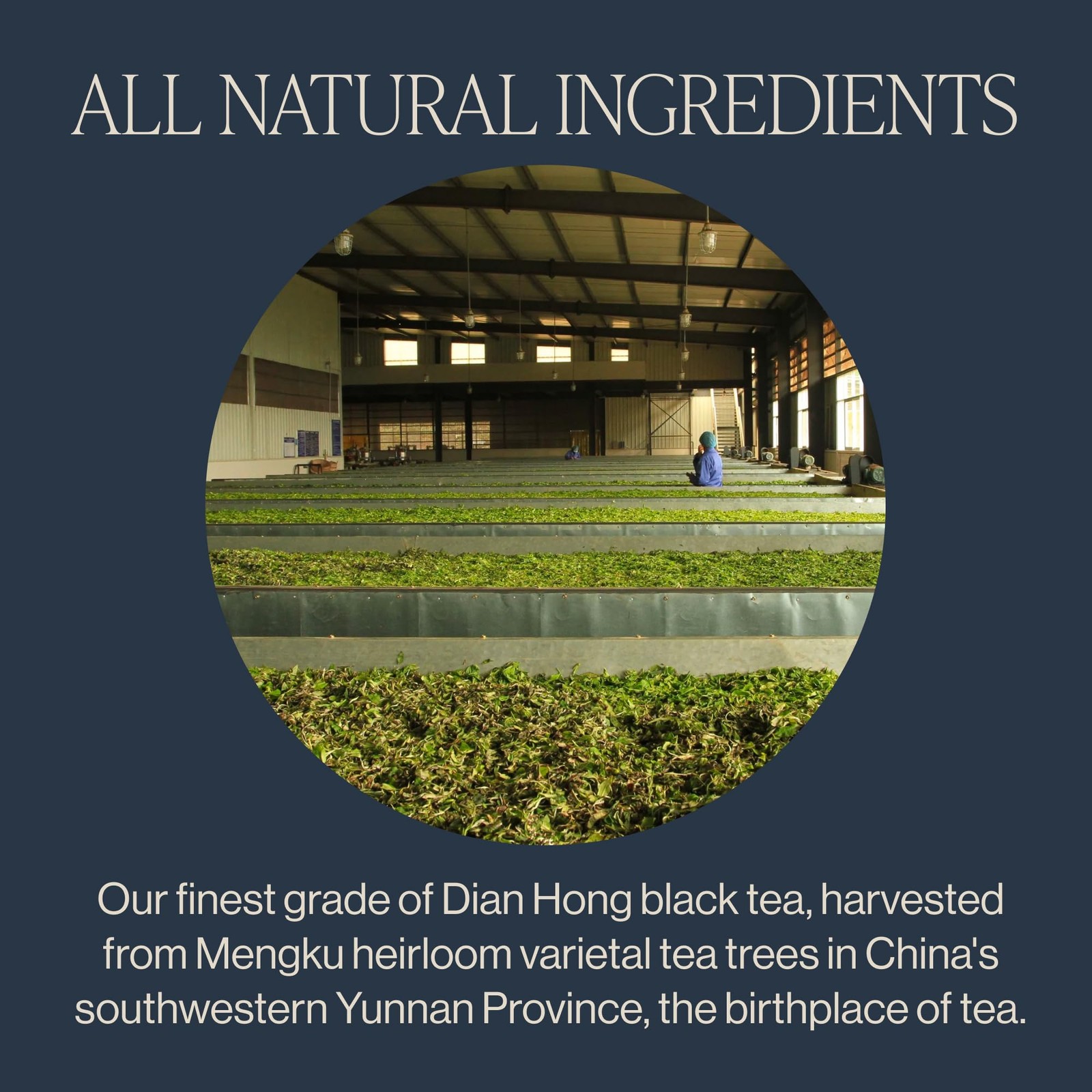 Rishi Tea Golden Yunnan Black – Organic, Loose Leaf 1/4 Pound (Pack of 1)