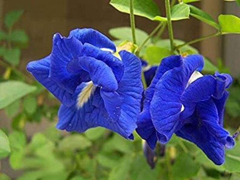 100% Dried Blue Butterfly Pea Flower Tea Pure Organic Natural Herbal Blue Drink