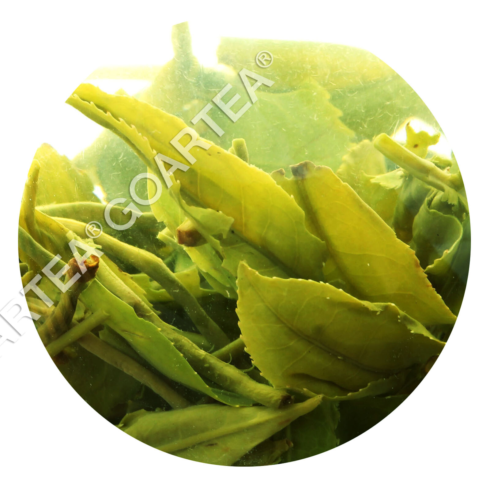 GOARTEA Supreme Suzhou Biluochun Green Tea Spring Chinese Pi lo Chun Loose Leaf