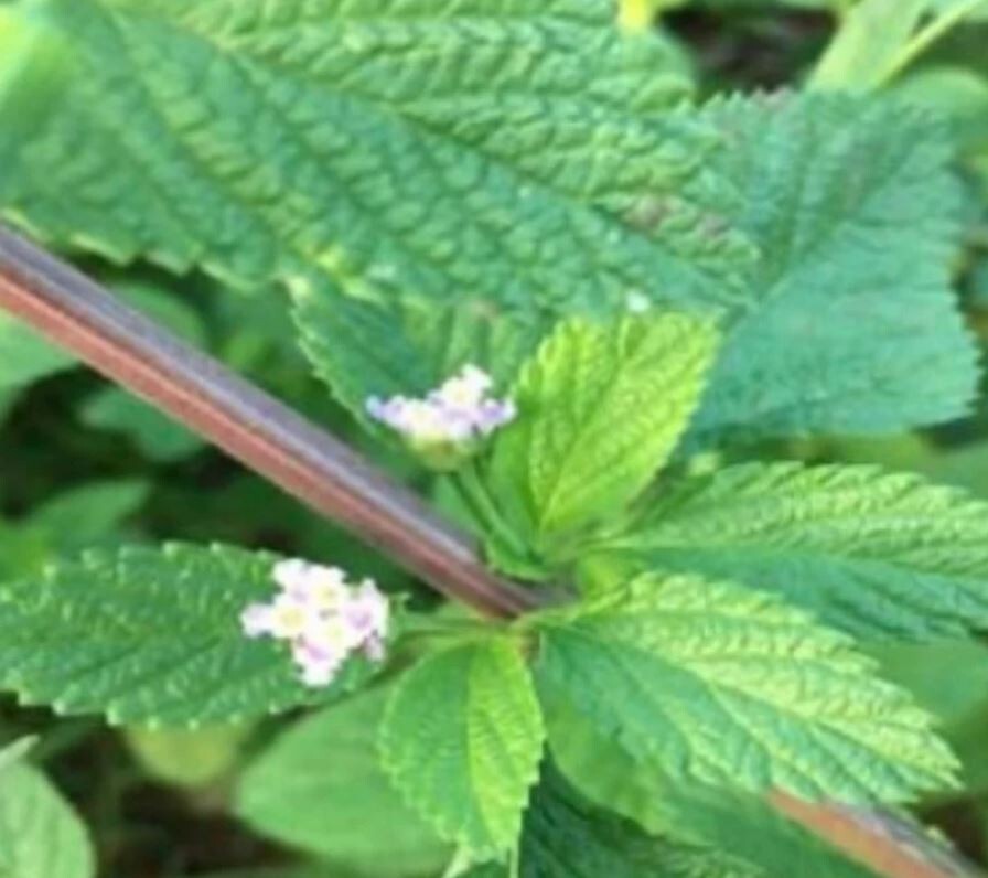 Lippia citrio Mint Leaf – Dried Loose Leaf 3 oz Herbal Tea, Wild Crafted Organic