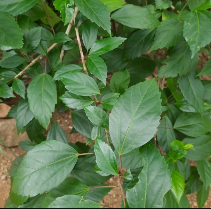 120+ Dried Hibiscus Sabdariffa Dried Leaves GUDHAL Premium Quality Herbal Tea