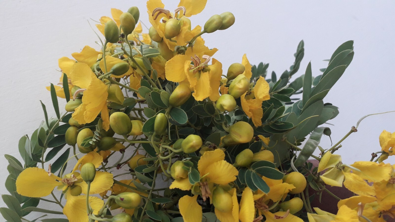 Ranawara Dried Flower Ayurvedic Herbal Natural Drink Cassia Auriculata Avarampoo