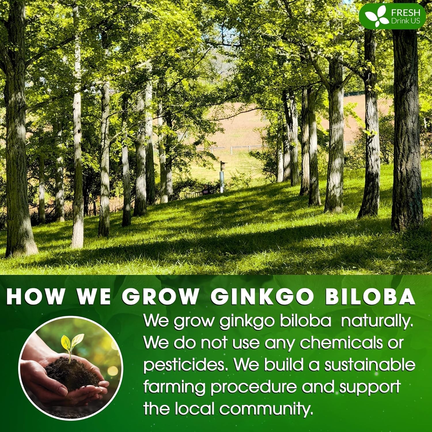 75 Count Ginkgo Biloba Tea Bags – 100% Natural & Pure Herbal Experience