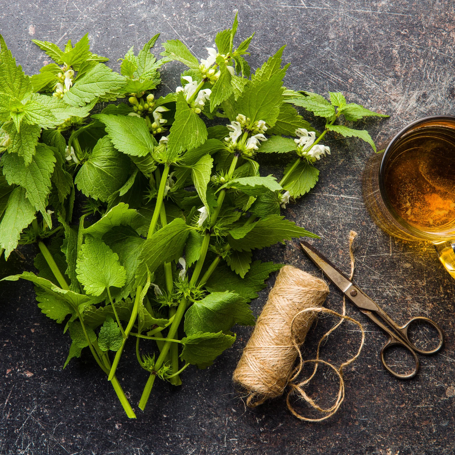 Stinging Nettle Leaf Loose Leaf Herbal Tea for Allergies