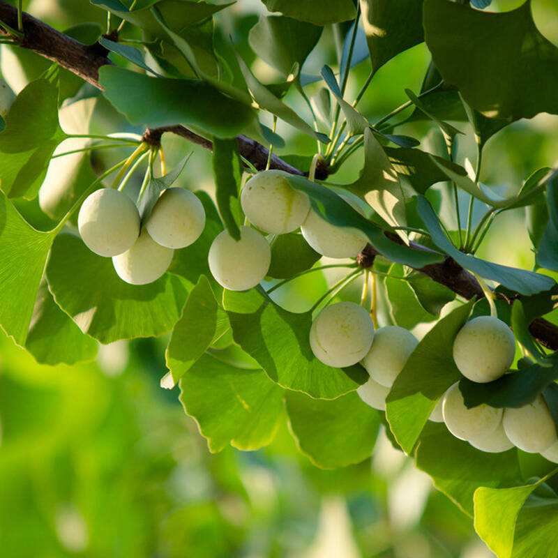 Ginkgo Biloba Nuts Natural Cooked Organic Chinese Healthy Food Snack