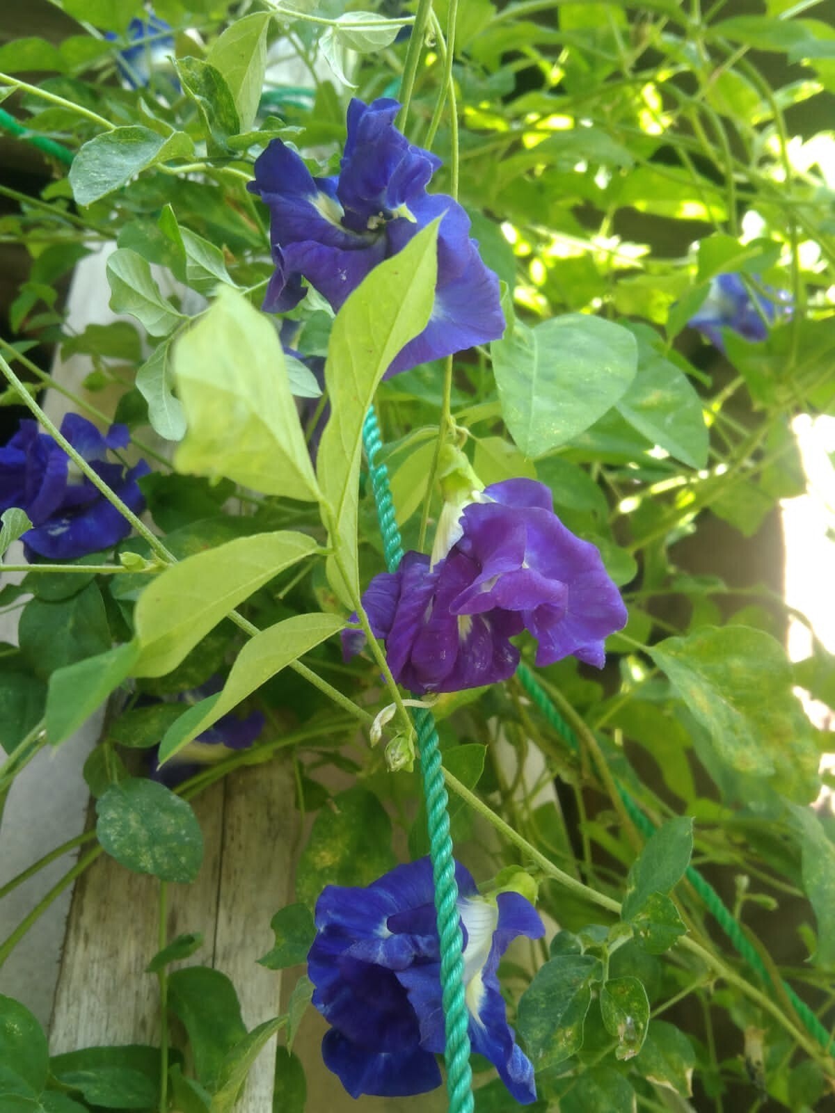 Butterfly Pea Flower Dried Blue Tea Nil Katarolu Pure Organic Natural Herbal 50g