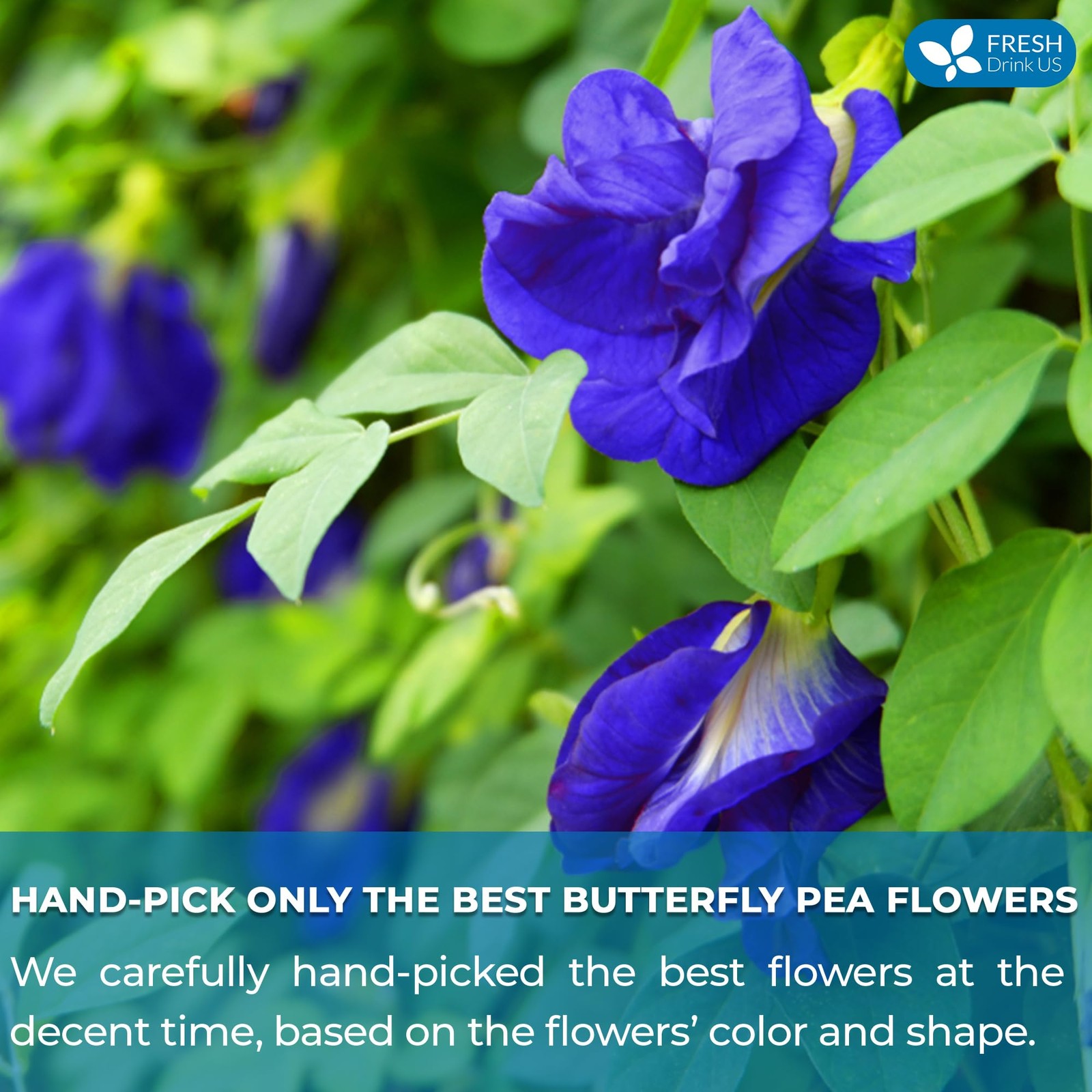 FreshDrinkUS, Premium 75 Tea Bags Blue Butterfly Pea Flowers, 75