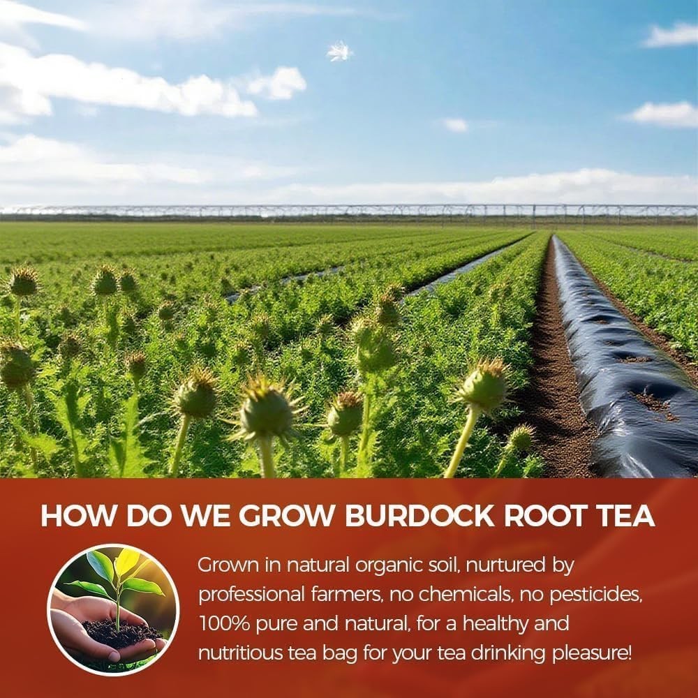 75 Count Premium Burdock Root Tea Bags 100% Natural, Supports Liver Health &…