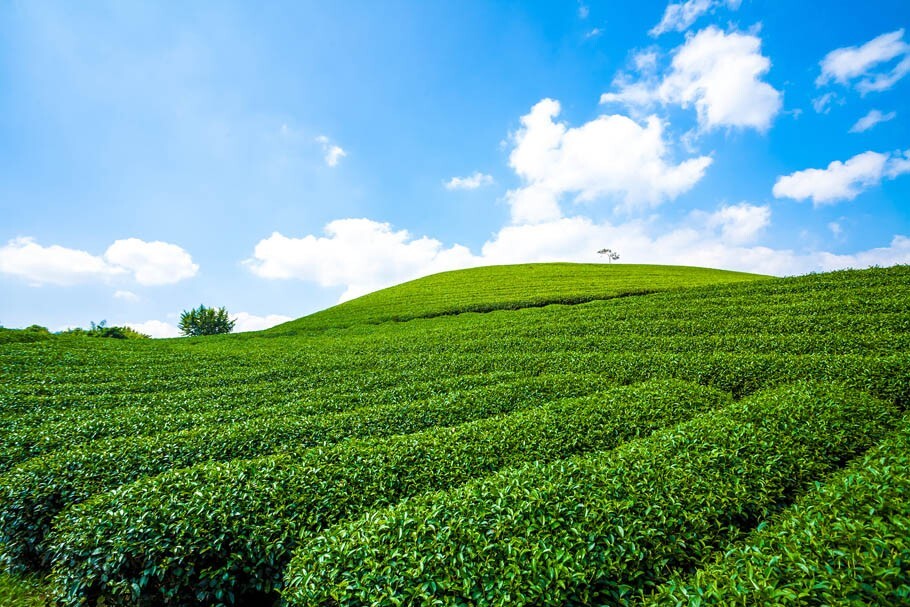 80-Year Heritage Yame Matcha – Premium Japanese Green Tea from Fukuoka