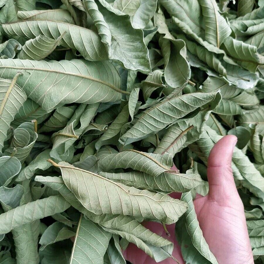 Organic Garden 30 Guava Leaves Fresh Green Dried Antidiabetic Anti Hair Lo