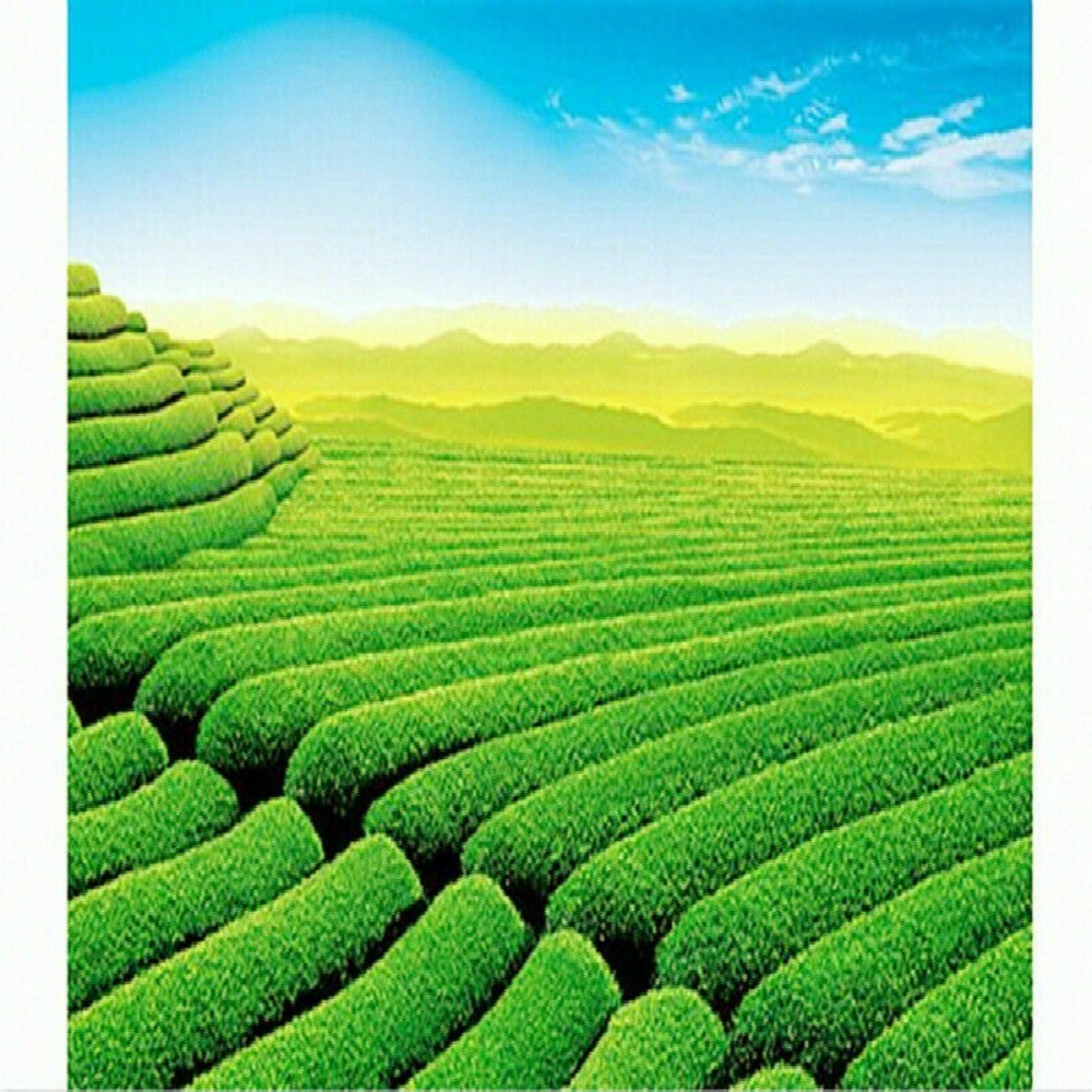 Premium Tie Guan Yin Oolong Tea Loose Leaf – 50g (1.76oz) – High Mountain Tea
