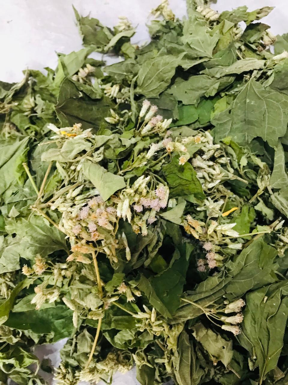 Ceylon Calea Zacatechichi Mexican Dream Herb 100% Organic Herbal Tea