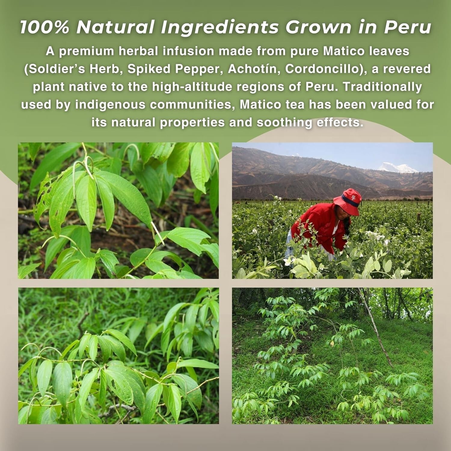Matico Loose Leaf Tea Soldier’s Herb – All Natural Matico Herb Leaves from Peru