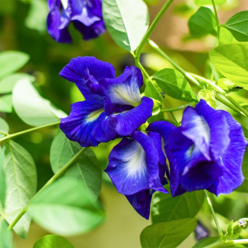 ORGANIC 100% DRIED BUTTERFLY PEA FLOWER Ceylon Blue pea flowers tea 40g