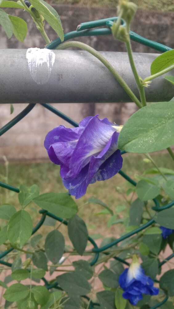 Premium Dried BUTTERFLY PEA Flowers Thai Tea Ayurveda NIL KATAROLU Healthy Drink