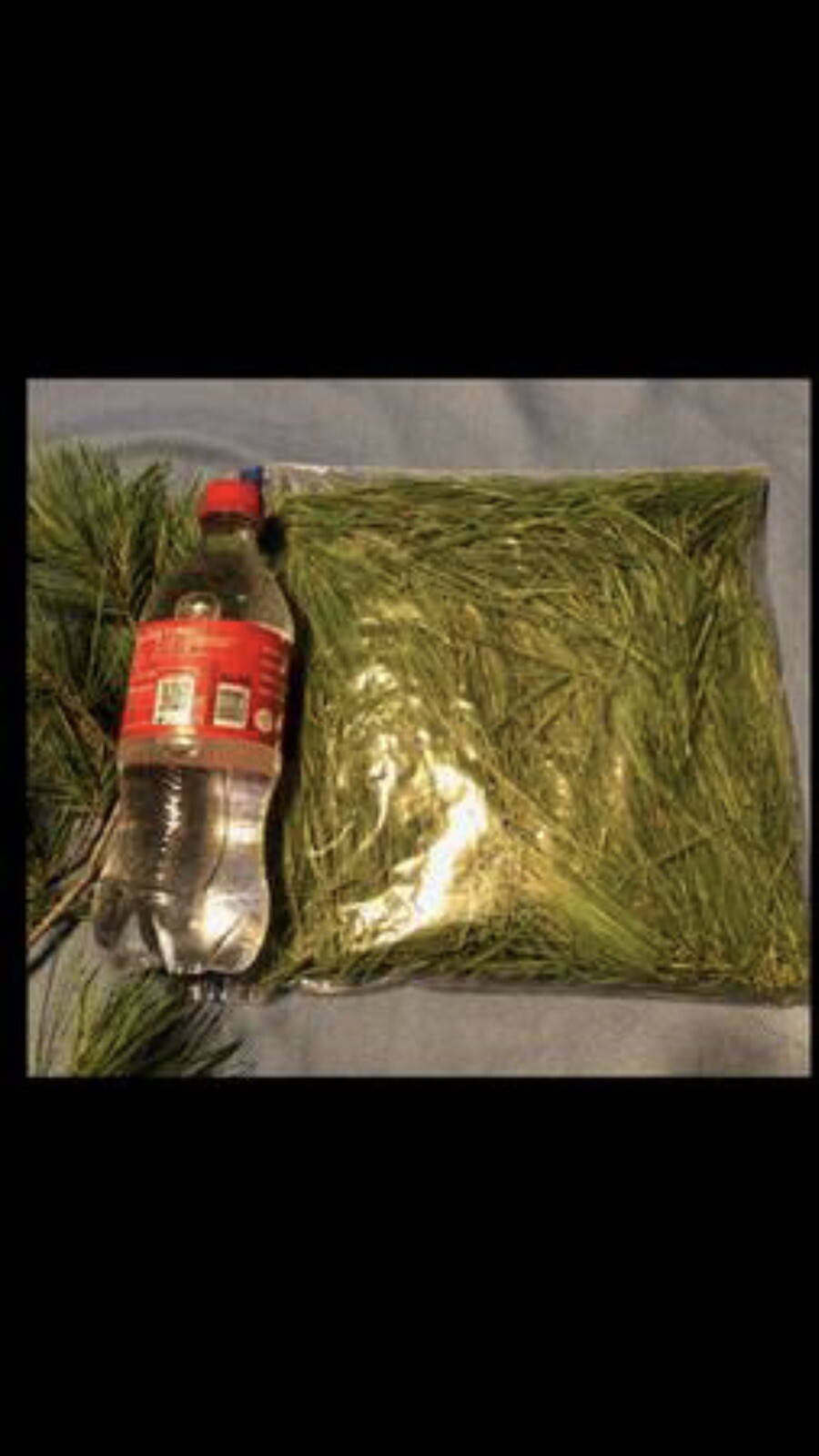 white pine needle tea 1/2 pound fresh harvest