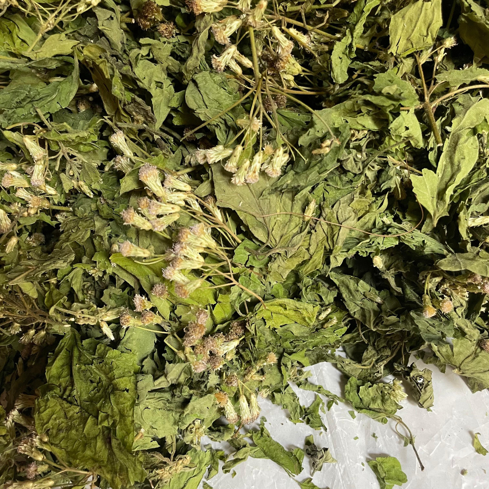 Ceylon Calea Zacatechichi Mexican Dream Herb 100% Organic Pure Herbal Tea