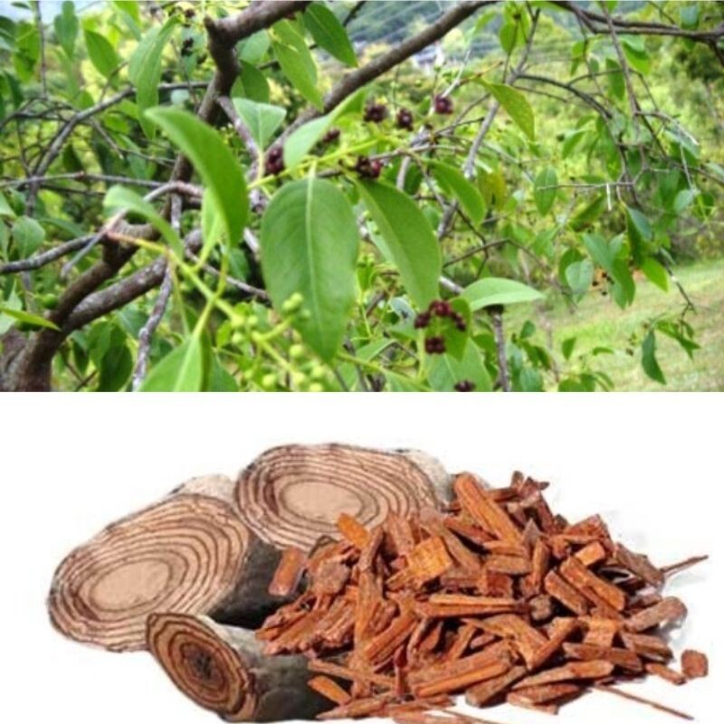 Salacia reticulata ceylon Kothala Himbutu Pure Herbal Drink Powder For Diabetic