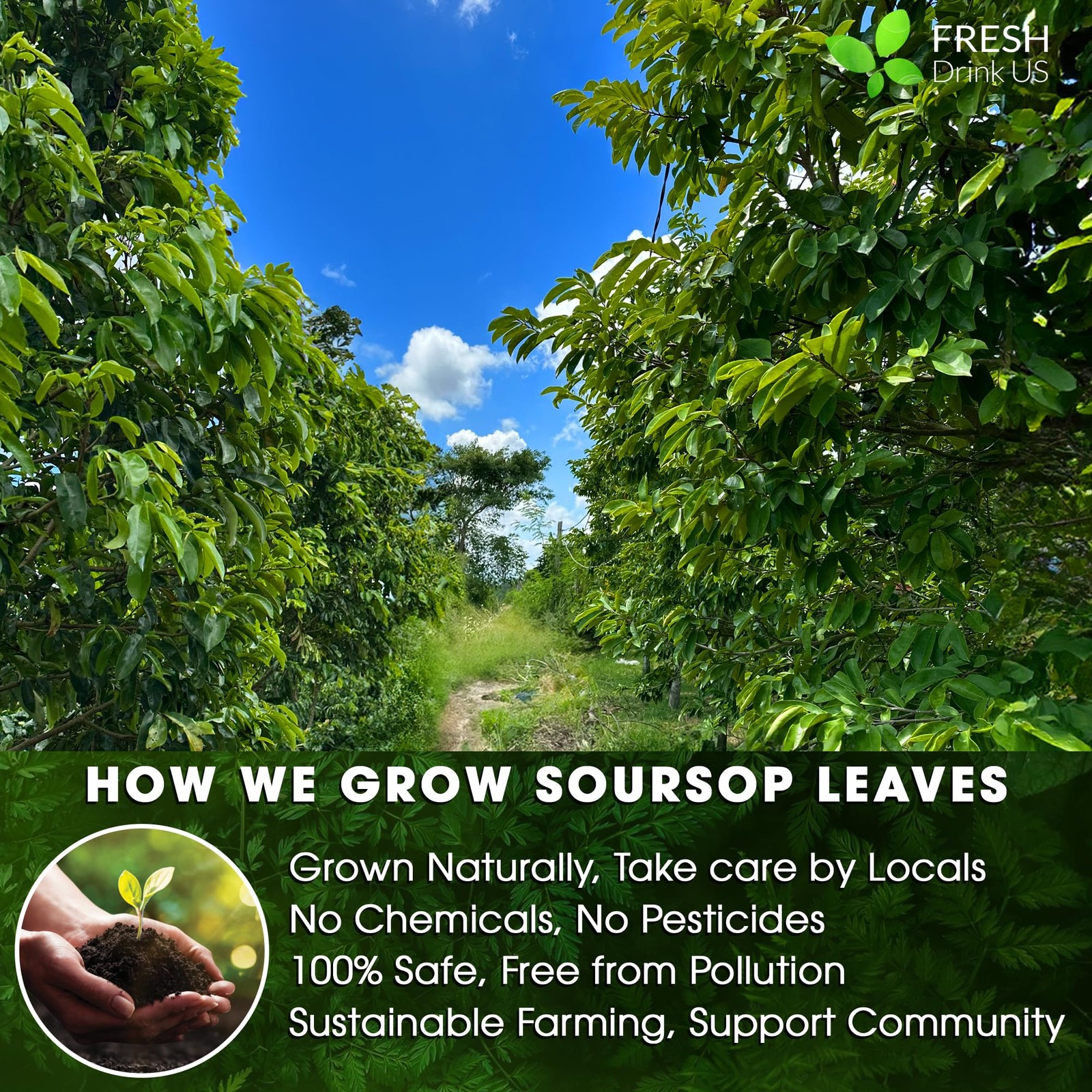 40 Soursop Graviola Leaf Tea Bags, 100% Natural and Pure from Soursop Leaves,