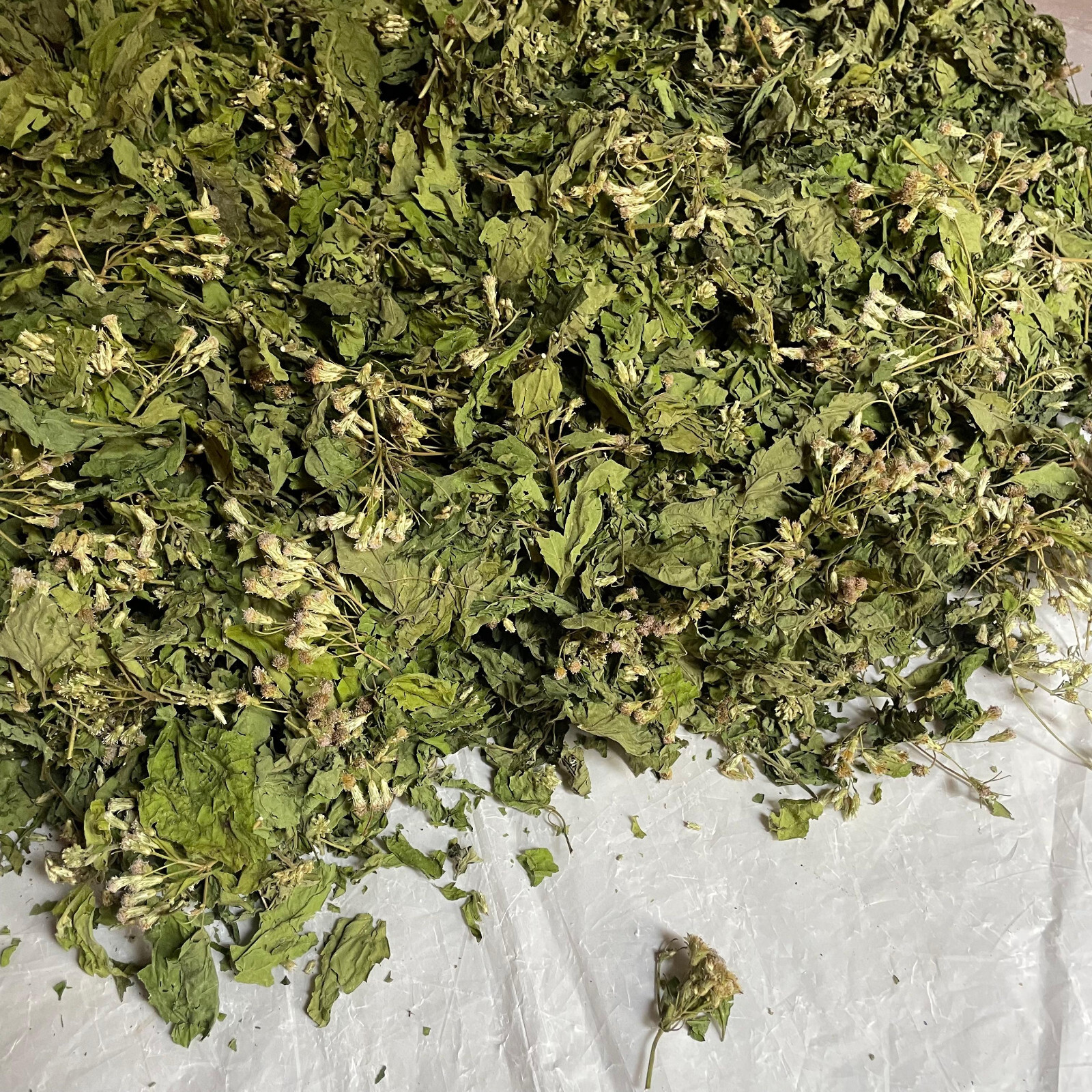 Ceylon Calea Zacatechichi Mexican Dream Herb 100% Organic Pure Herbal Tea