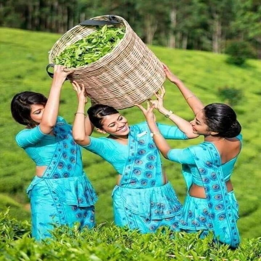 Sugar levels Ceylon Black Ctc Tea Organic Natural Pure Milk Tea Free 500g New