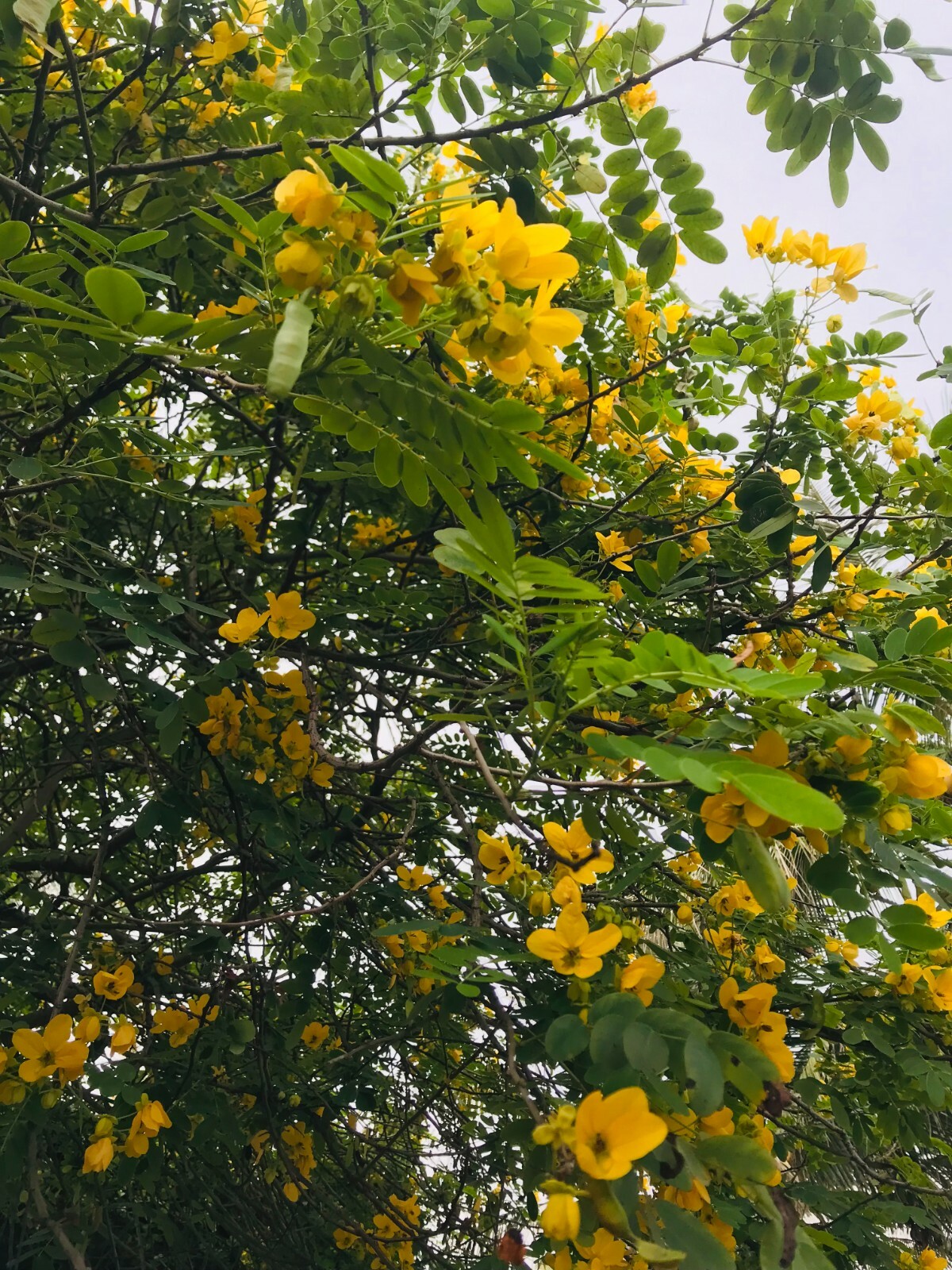 RANAWARA MAL Natural HERBAL Flower CASSIA AURICULATA 100% CEYLON Ayurveda 200g