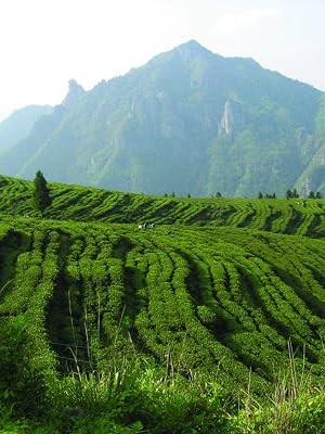 HT English Breakfast Black Tea, 20 Sachets in Tin | Full-leaf black tea, Ceylon