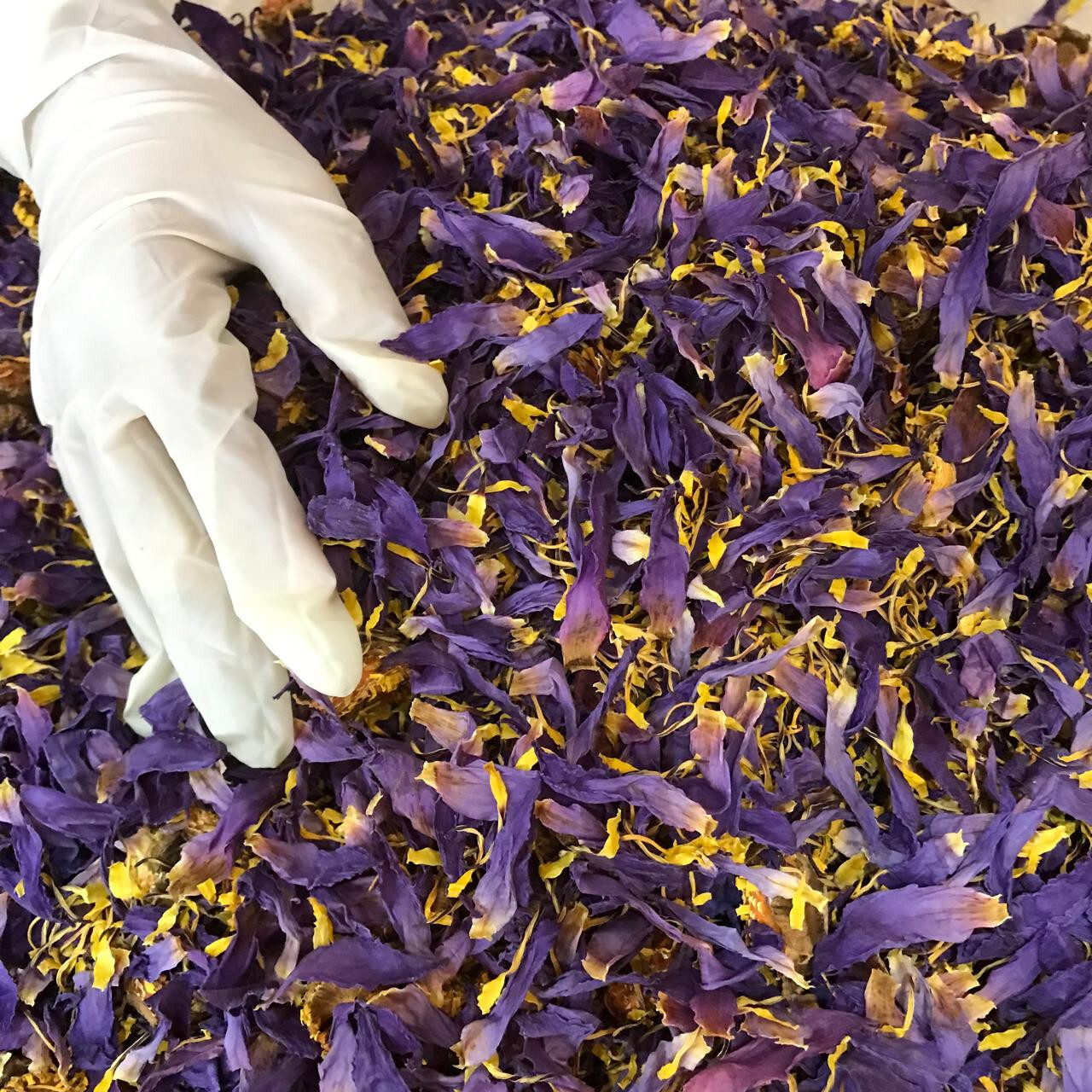 Ceylon Egyptian Cut Blue Lotus Nymphaea Caerulea Hand Picked Herbal Organic Tea