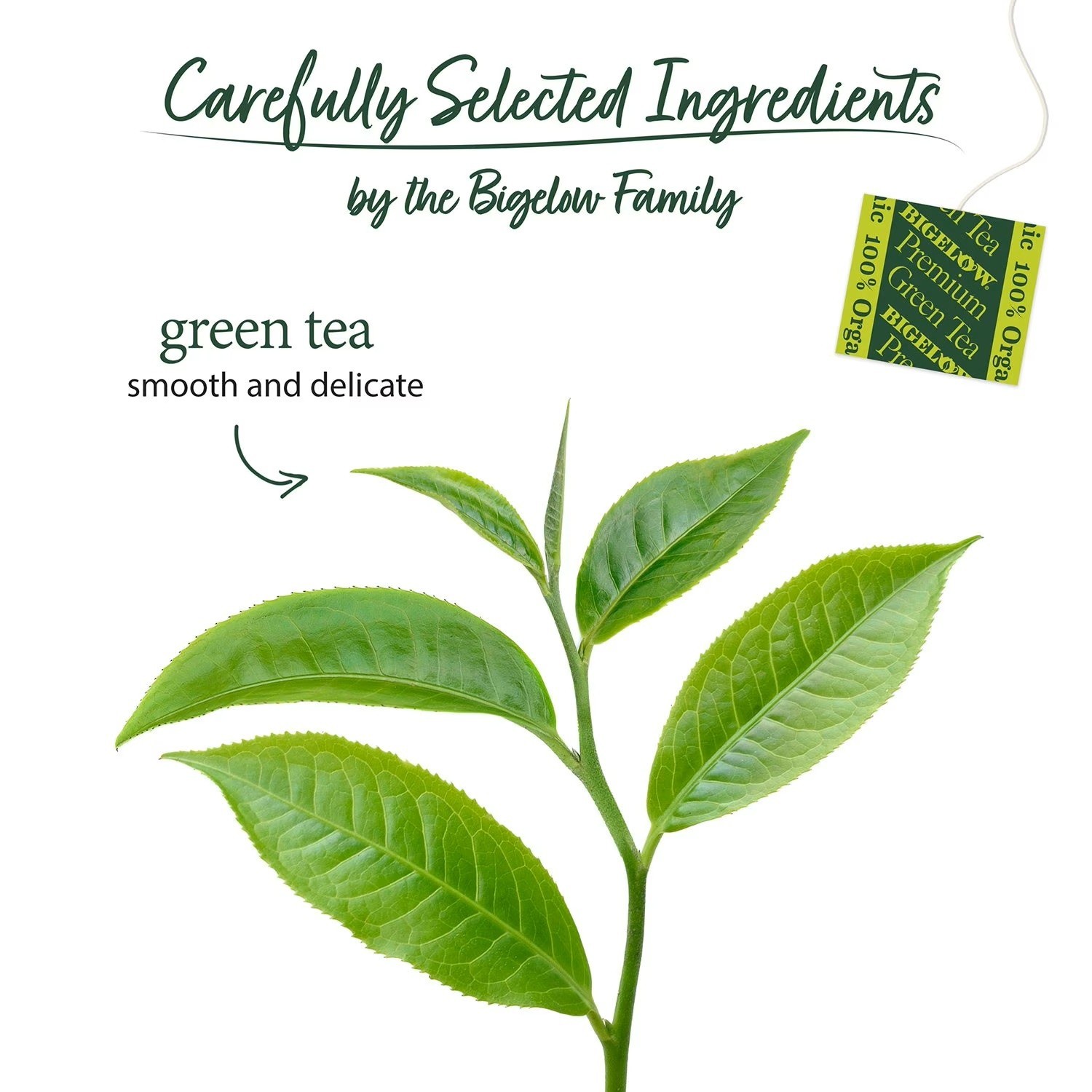 Bigelow Organic Premium Green Tea, 140 ct Great Price Free Shipping