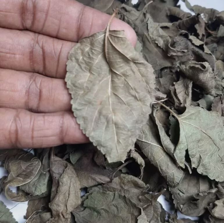 75g Dried Lantana Camara Leaves 100% Organic Shrub Verbena Angel Lips Tea