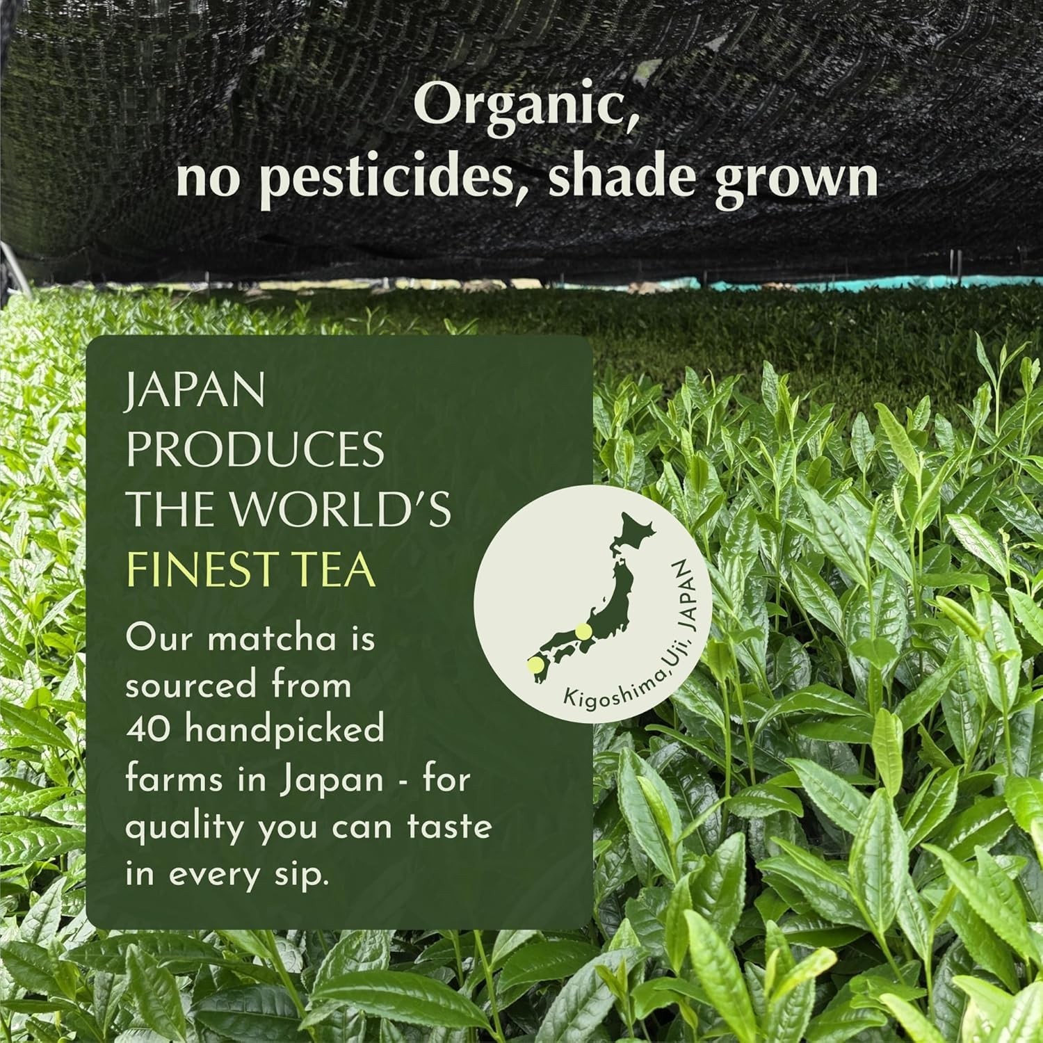 Encha Ceremonial Grade Matcha Powder – Organic First Harvest Japanese Matcha …