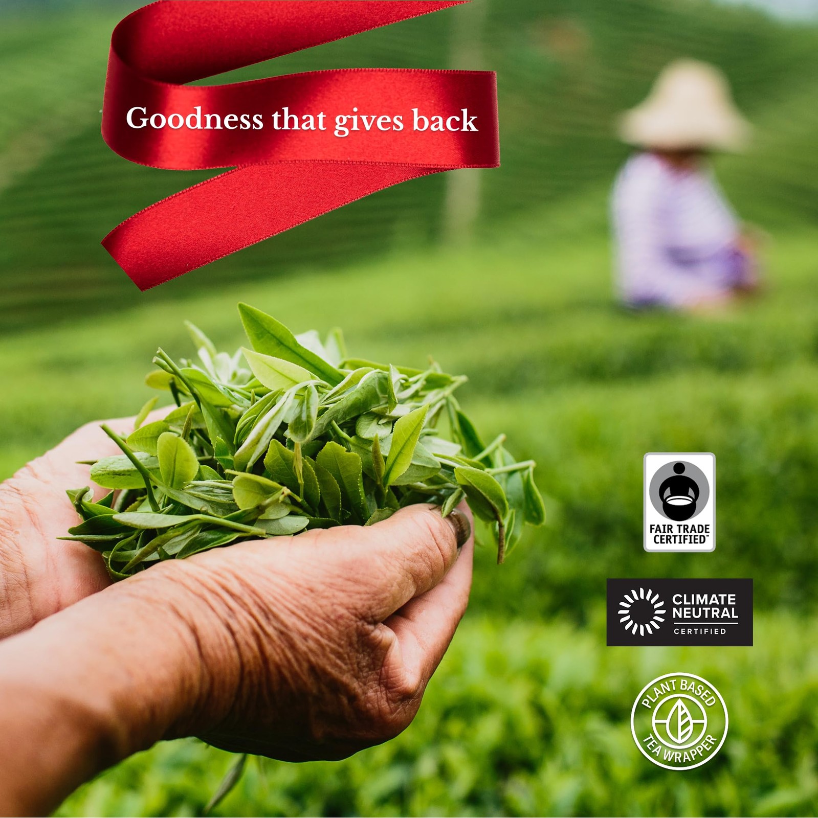 Best Numi Organic Tea Advent Calendar 2025 24 Days of Fair Trade Teas Christmas