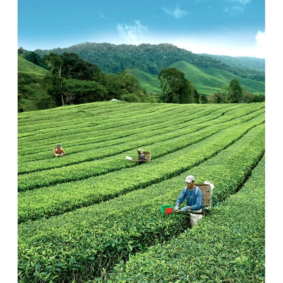 BOH Plantation Cameronian Gold Blend Tea Foil Sealed Malaysia ( 60 teabags )