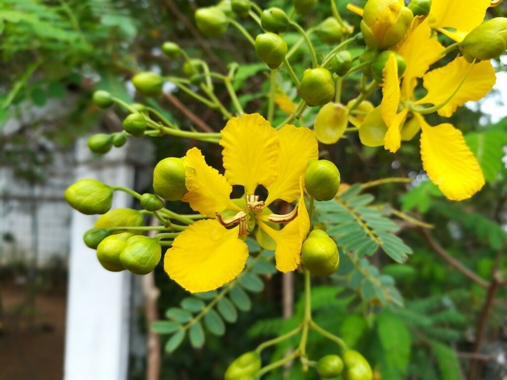Ranawara Mal (Auriculata Cassia) 100% Natural Organic Ayurvedic Herbal tea 100g