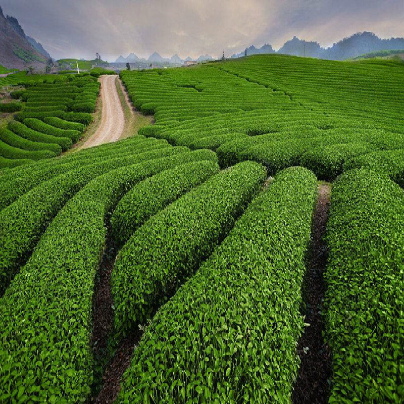 HelloYoung Keemun Black Tea 100g Premium Gongfu Hong Cha Rich Aroma Daily Brew