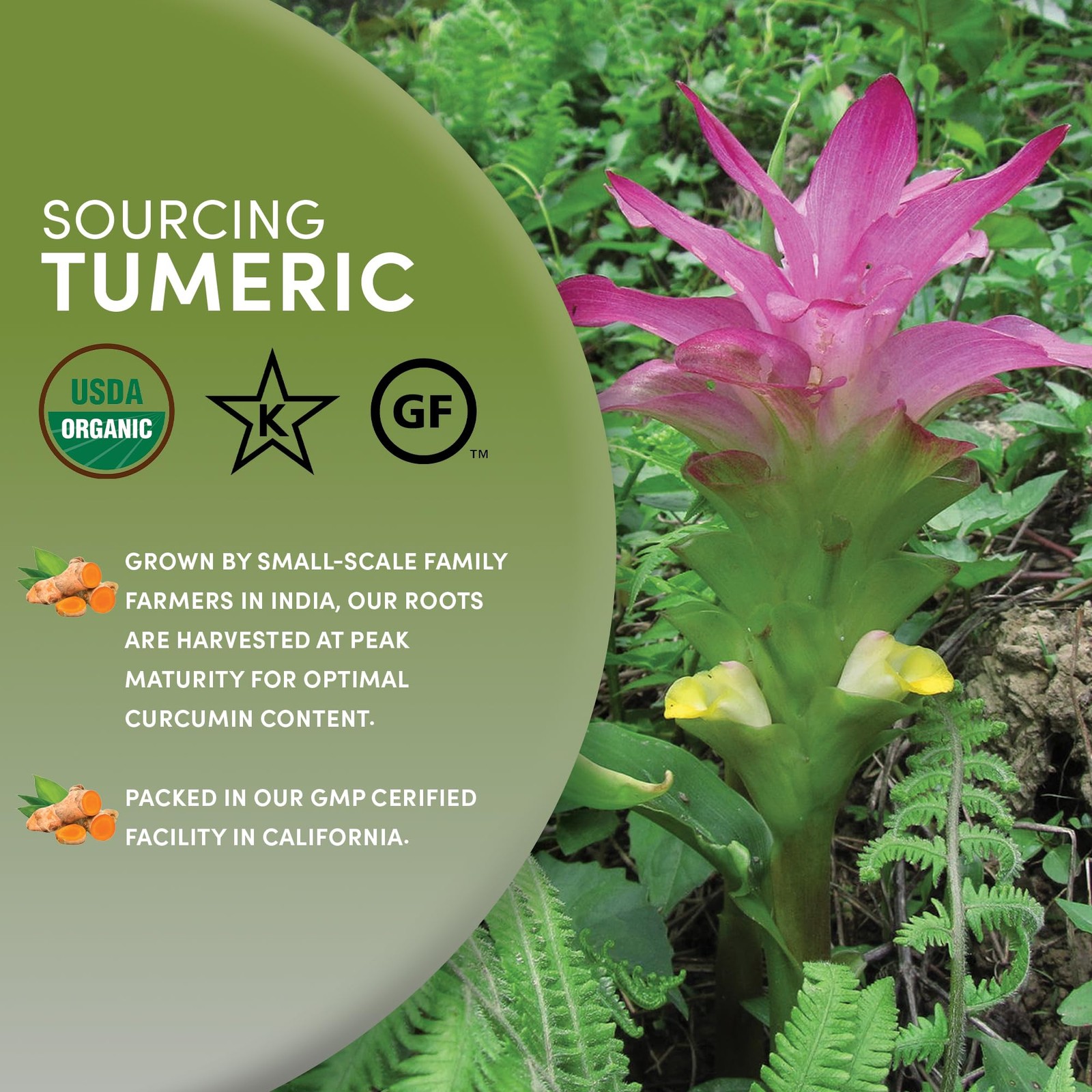 Worldwide Botanicals Organic Turmeric Tea, 1 lb, Tea Cut For Best Infusion 1…