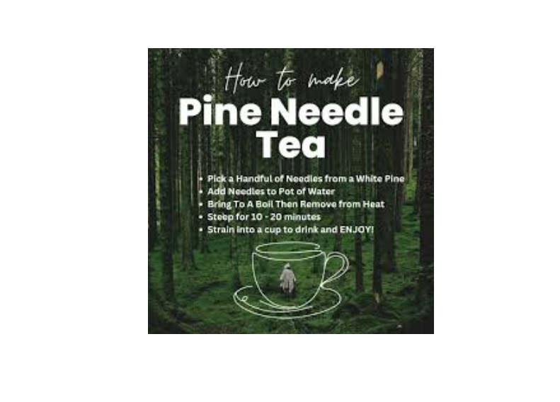 White Pine Needle Tea 31 Large Bags Organic & Fresh From Oregon! Go Ducks!