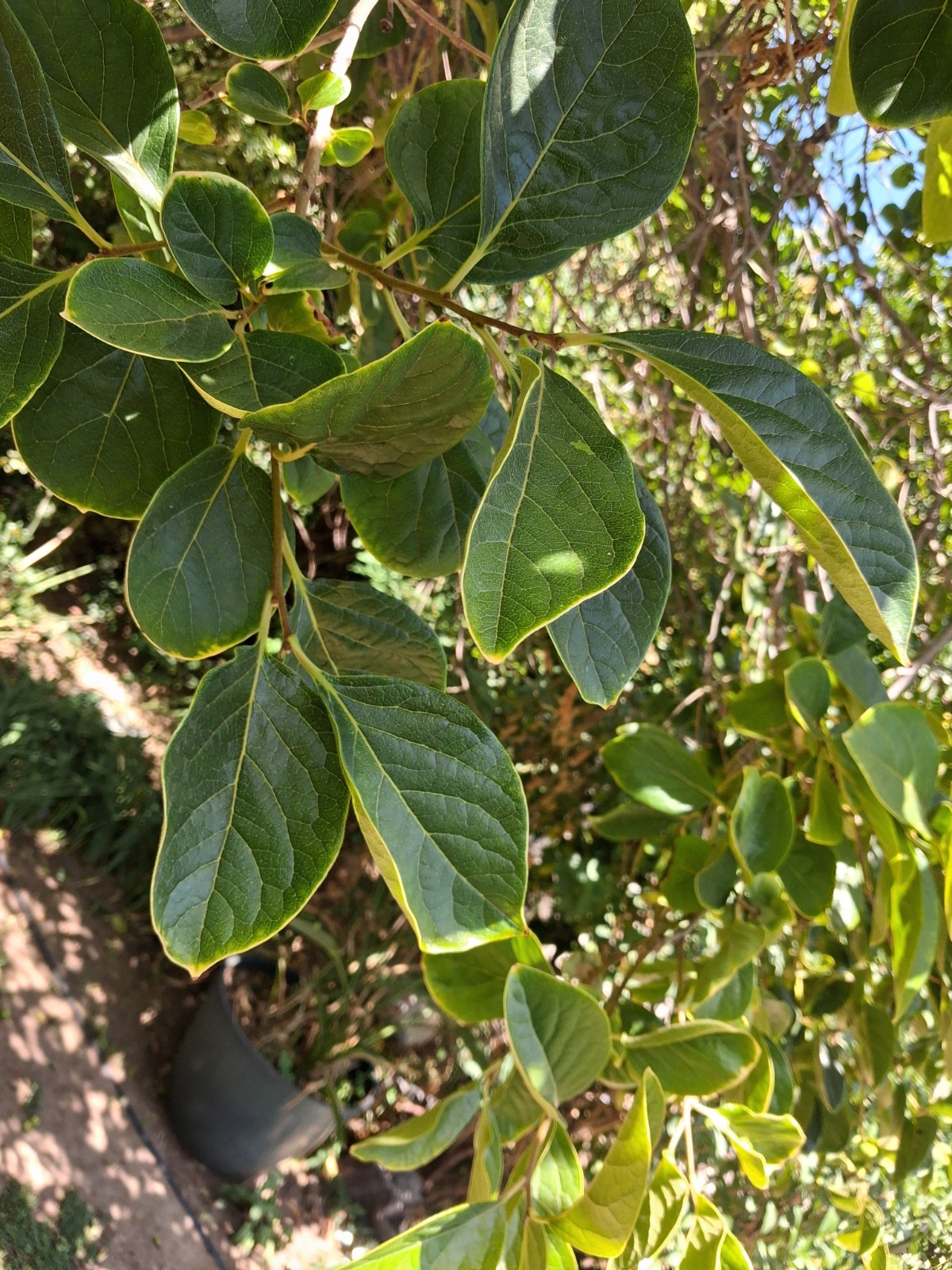 Organic Persimmon leaves for tea. Large Lower Blood sugar naturally 20 fresh