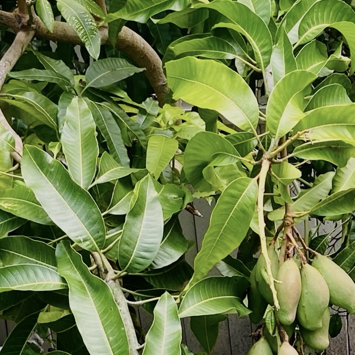 Fresh Mango Leaf For Herbal Tea 20 Leaves Home-grown No Pesticides FL USA