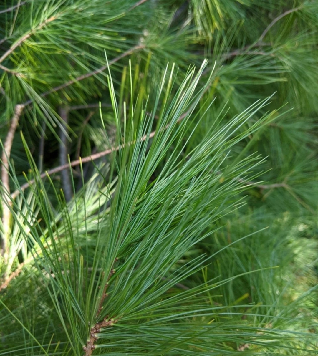 WHITE PINE NEEDLES Organic Freshly harvested at time of order! 2 oz. package