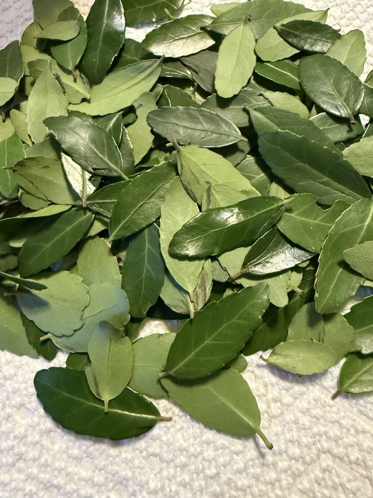 Wild-Foraged Yaupon Holly Leaves 2oz 100% Natural & Clean Dehydrated Caffeine